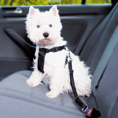 ARNES + CINTURON PARA COCHE