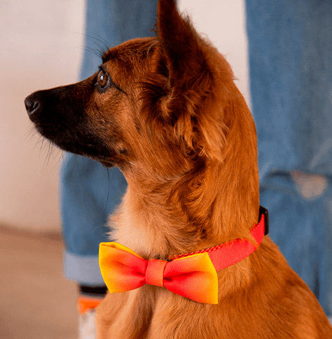 zeedog pajarita perro citrus