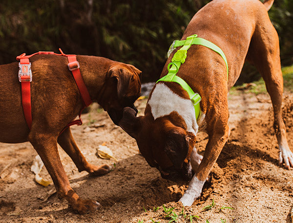 neopro arnes perro zeedog