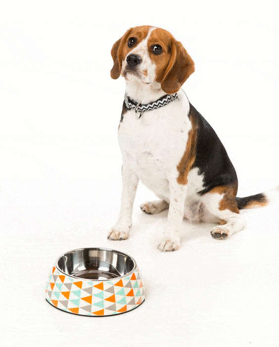 BOWL FUZZYARD COLORADO SMALL