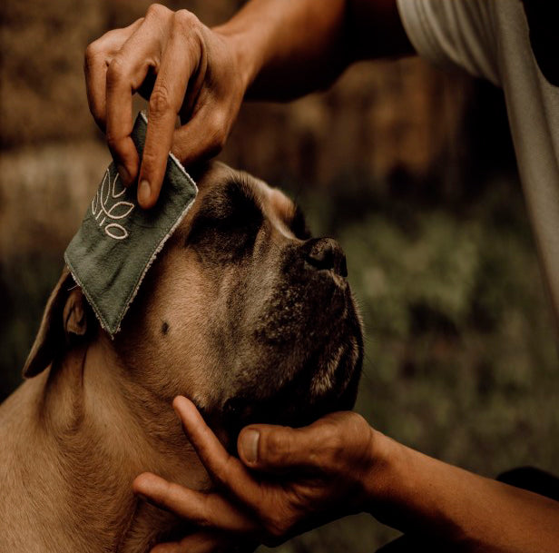 Nellumbo Loción Limpiadora