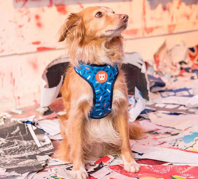 zee.dog peitoral atlanta