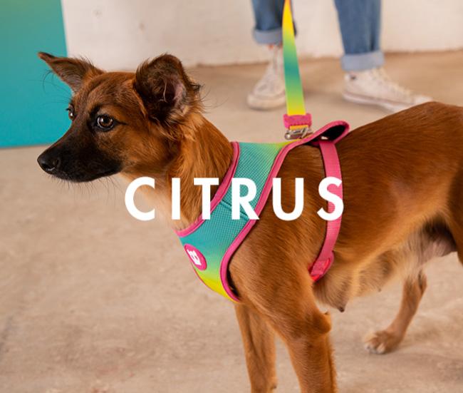 zeedog air mesh citrus