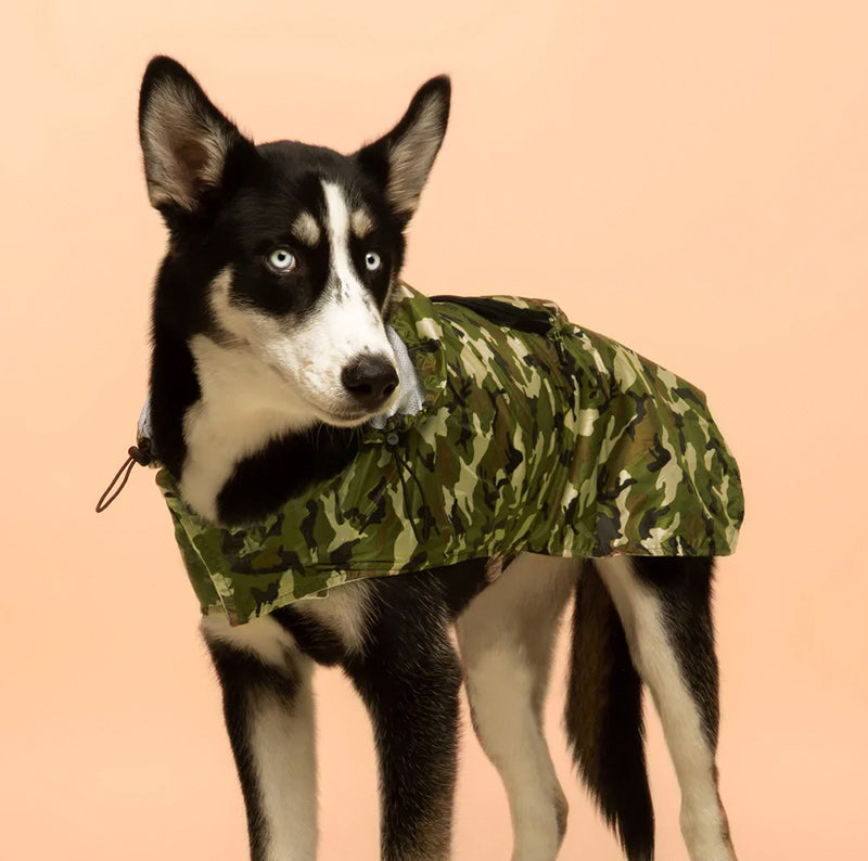 chubasquero perro