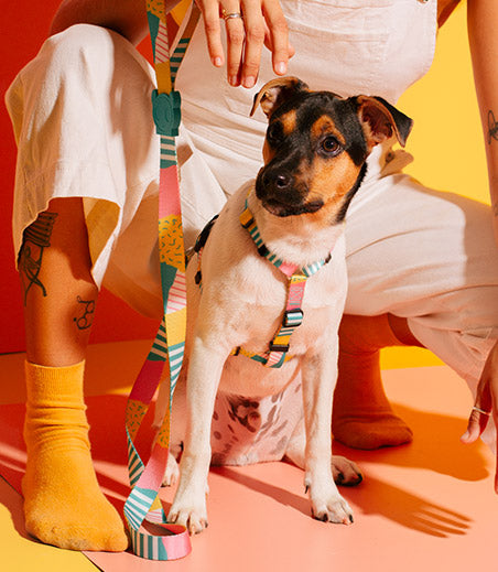 zeedog salina