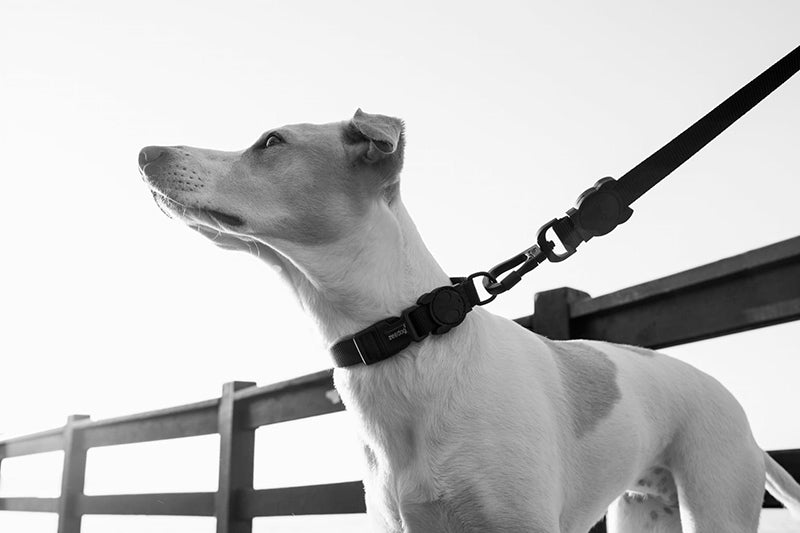 zeedog gotham