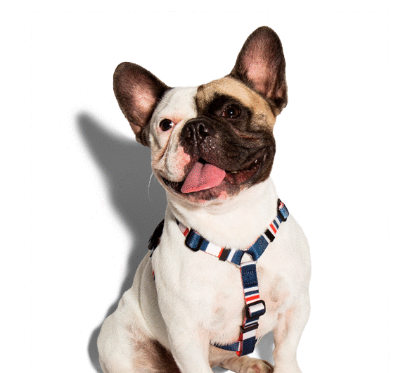 Peitoral Zee.Dog Rocket H