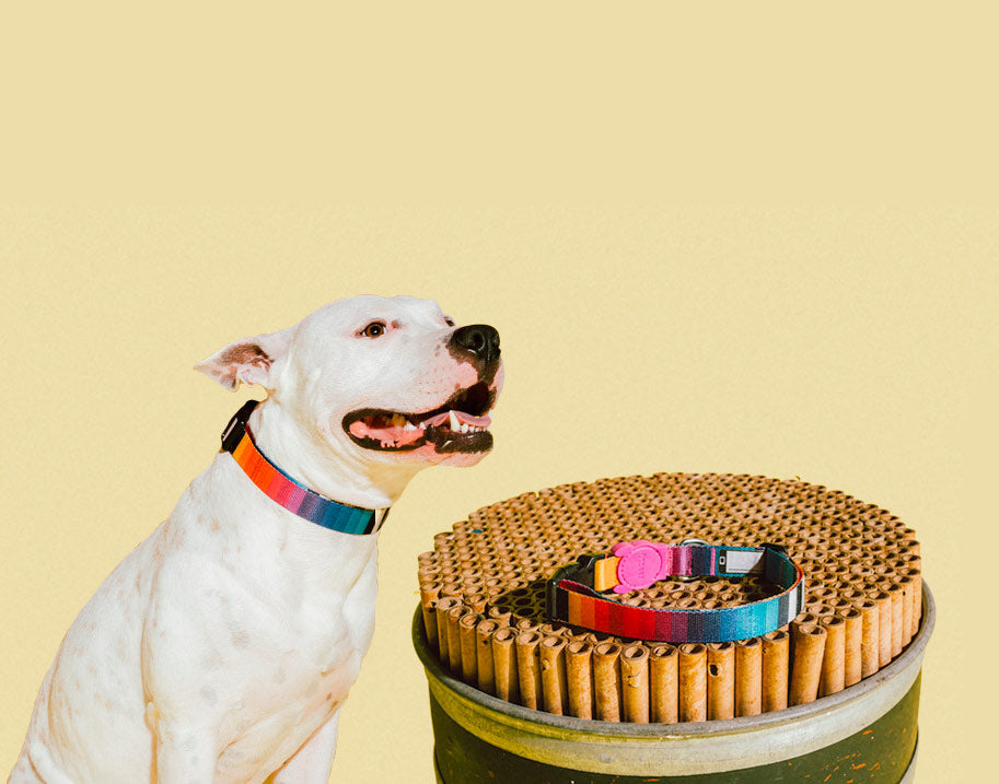prisma collar dog