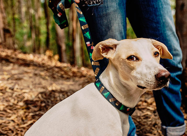 woods collar
