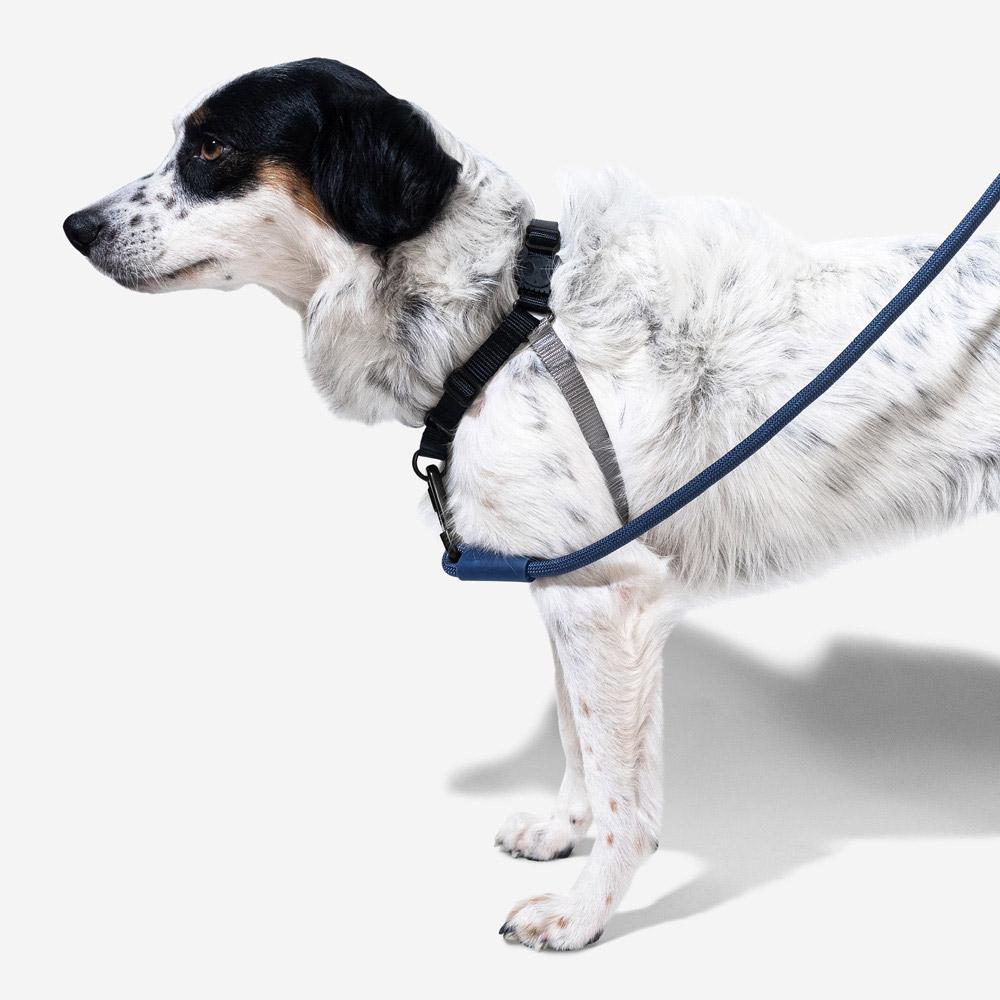 Zee.Dog Gotham Soft Walk