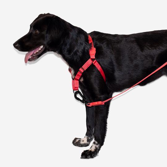 ZeeDog Neon Coral Soft Walk