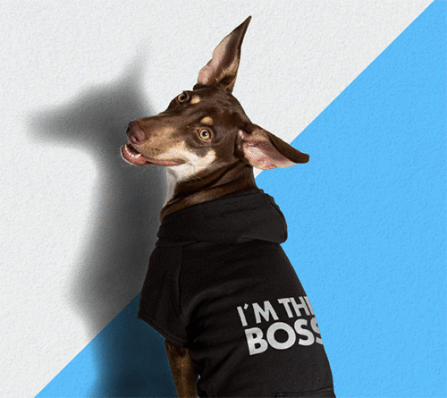 Zee.Dog Hoodie Boss